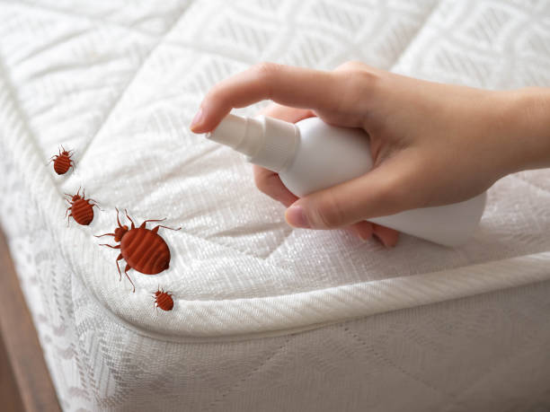 Professional Pest Control in Decatur, AR