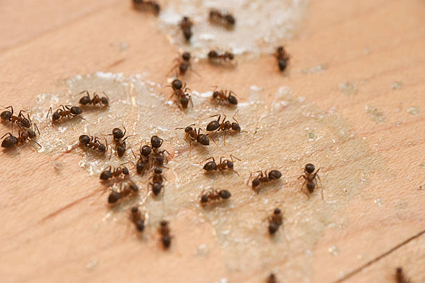 Best Residential Pest Control  in Decatur, AR