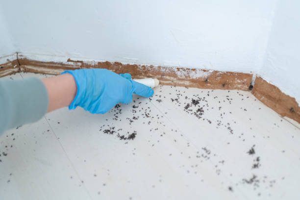 Best Pest Prevention Services  in Decatur, AR